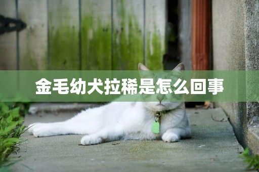 金毛幼犬拉稀是怎么回事