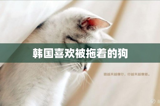 韓國喜歡被拖著的狗