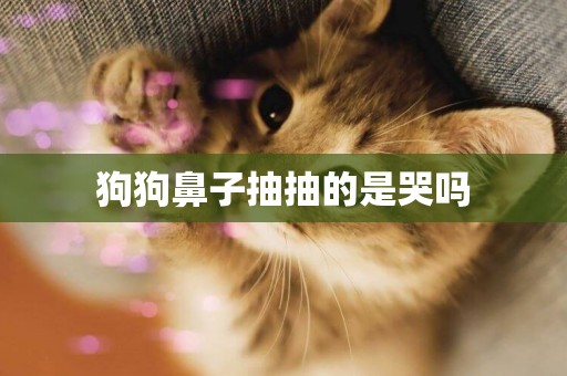 狗狗鼻子抽抽的是哭嗎