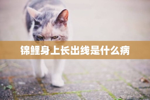 錦鯉身上長出線是什么病