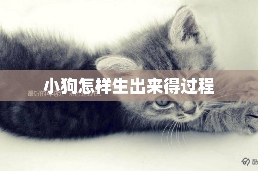 小狗怎樣生出來得過程