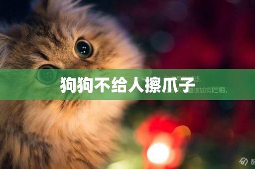 狗狗不給人擦爪子