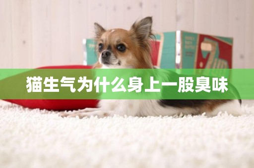 貓生氣為什么身上一股臭味