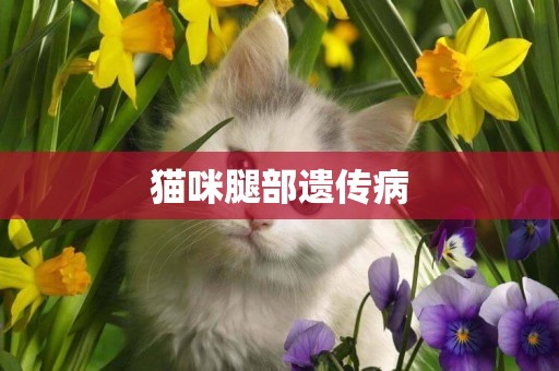 貓咪腿部遺傳病