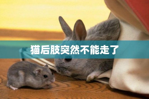貓后肢突然不能走了