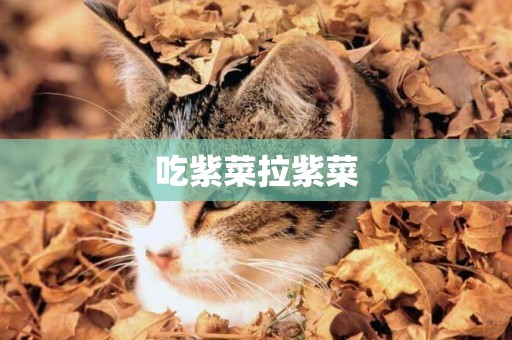 吃紫菜拉紫菜