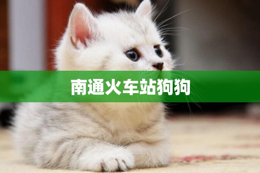南通火車站狗狗