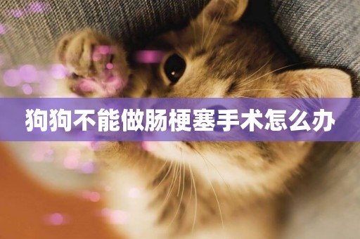 狗狗不能做腸梗塞手術怎么辦