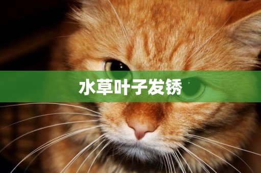 水草葉子發銹