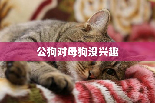 公狗對母狗沒興趣