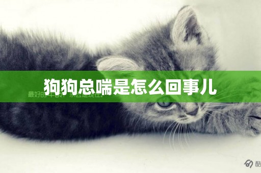 狗狗總喘是怎么回事兒
