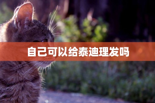 自己可以給泰迪理發嗎