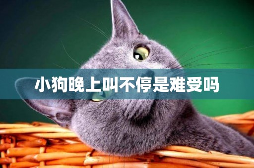 小狗晚上叫不停是難受嗎