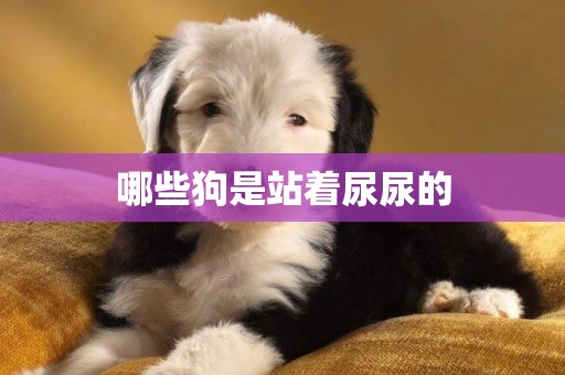 哪些狗是站著尿尿的
