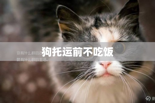 狗托運前不吃飯