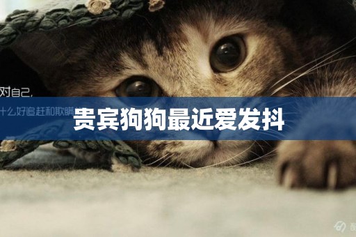 貴賓狗狗最近愛發抖