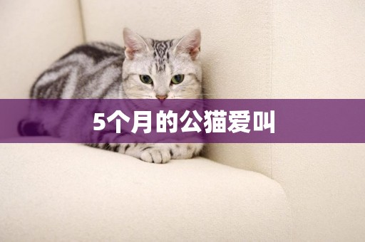 5個月的公貓愛叫