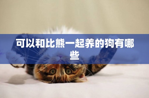 可以和比熊一起養的狗有哪些