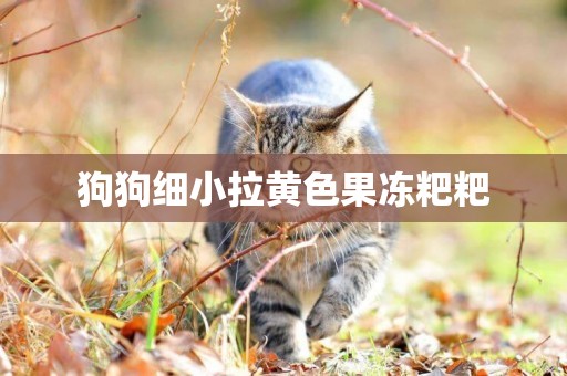 狗狗細小拉黃色果凍粑粑