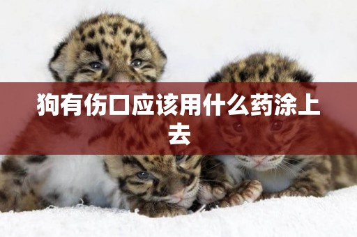 狗有傷口應該用什么藥涂上去