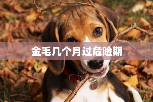 金毛幾個月過危險期