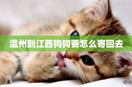 溫州到江西狗狗要怎么寄回去