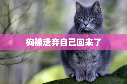 狗被遺棄自己回來了