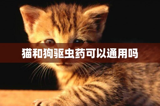 貓和狗驅蟲藥可以通用嗎