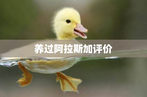 養過阿拉斯加評價