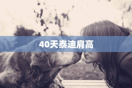 40天泰迪肩高
