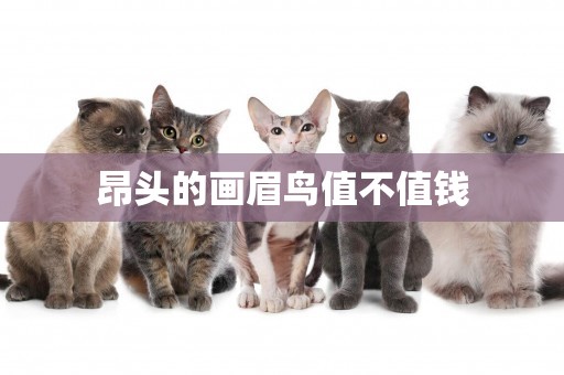 昂頭的畫眉鳥值不值錢
