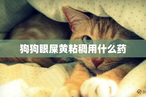 狗狗眼屎黃粘稠用什么藥