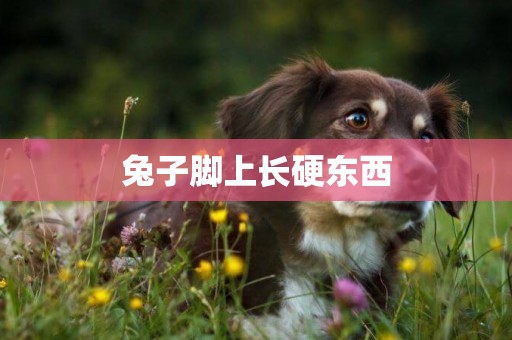 兔子腳上長硬東西