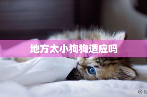 地方太小狗狗適應嗎