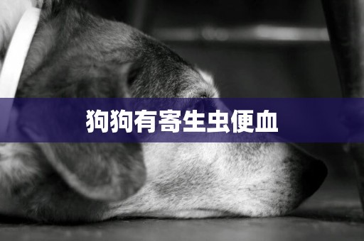 狗狗有寄生蟲便血