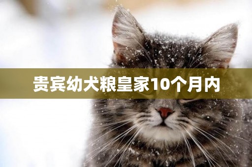 貴賓幼犬糧皇家10個月內