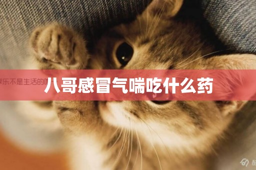 八哥感冒氣喘吃什么藥