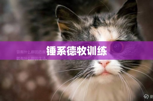 錘系德牧訓練