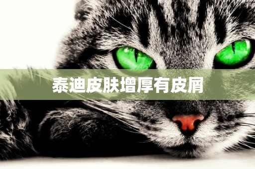 泰迪皮膚增厚有皮屑