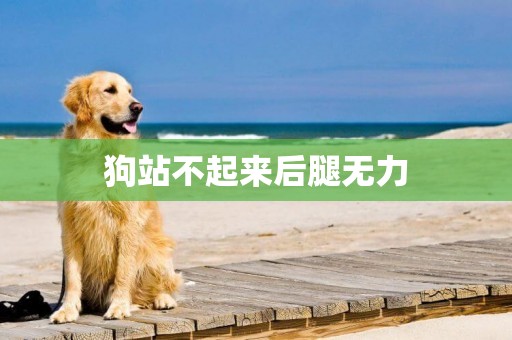 狗站不起來后腿無力