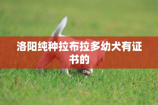 洛陽純種拉布拉多幼犬有證書的