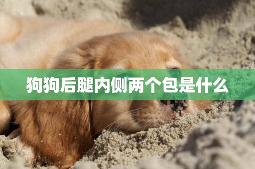 狗狗后腿內側兩個包是什么
