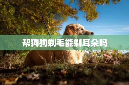 幫狗狗剃毛能剃耳朵嗎