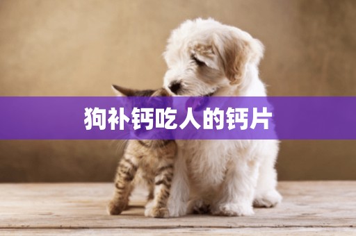 狗補鈣吃人的鈣片