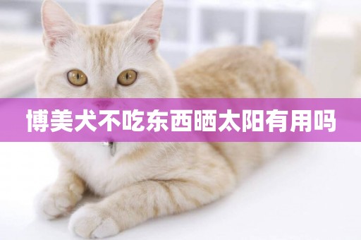 博美犬不吃東西曬太陽有用嗎