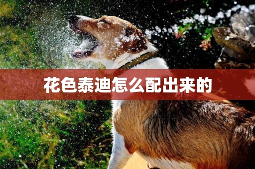花色泰迪怎么配出來的