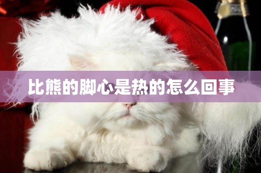 比熊的腳心是熱的怎么回事