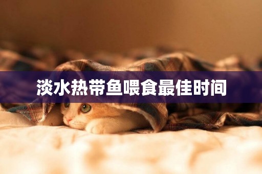 淡水熱帶魚喂食最佳時間
