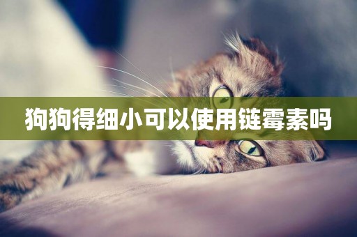 狗狗得細小可以使用鏈霉素嗎