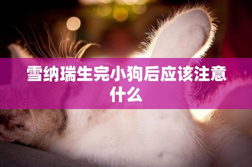 雪納瑞生完小狗后應該注意什么